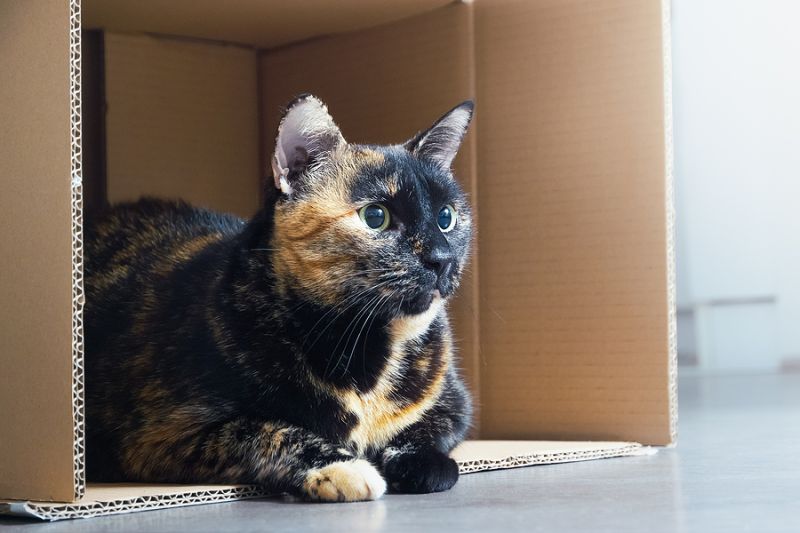 Close Up Of Tortoiseshell Cat. Tortoiseshell Cat Portrait. Close